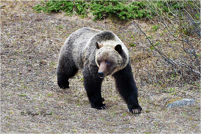 Mountain Grizzly Bear 111 by Dr. Wayne Lynch &copy;